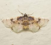 Compacta sp. (Lepidoptera, Crambidae) - Bioexploradores