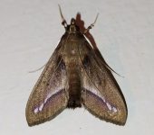 Polilla de las calabazas / Diaphania sp. 2 (Lepidoptera, Crambid