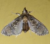 Megastes sp. (Lepidoptera, Crambidae) - Bioexploradores