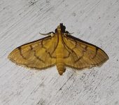 Omiodes sp. 1 (Lepidoptera, Crambidae) - Bioexploradores