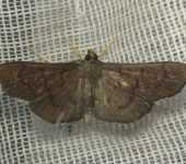 Omiodes sp. 2 (Lepidoptera, Crambidae) - Bioexploradores