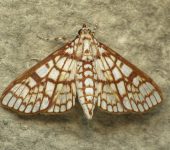Polygrammodes sp. 1 (Lepidoptera, Crambidae) - Bioexploradores