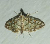 Synclera sp. (Lepidoptera, Crambidae) - Bioexploradores