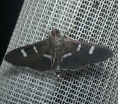 Desmia sp. 2 (Lepidoptera, Crambidae) - Bioexploradores