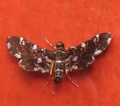 Diasemiodes sp. (Lepidoptera, Crambidae) - Bioexploradores