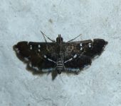 Diathrausta sp. (Lepidoptera, Crambidae) - Bioexploradores