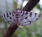 Polilla cebra / Conchylodes sp. 2 (Lepidoptera, Crambidae) - Bio