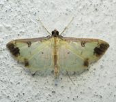 Eulepte sp. (Lepidoptera, Crambidae) - Bioexploradores