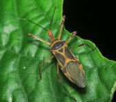 Chinche asesina / Zelus sp. 1 (Hemiptera, Reduviidae) - Bioexplo