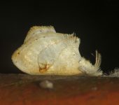 Paracraga sp. (Lepidoptera, Dalceridae) - Bioexploradores