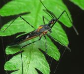 Chinche asesina / Zelus sp. 2 (Hemiptera, Reduviidae) - Bioexplo