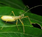 Chinche asesina / Zelus sp. 3 (Hemiptera, Reduviidae) - Bioexplo