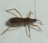 Oncerotrachelus sp. (Hemiptera, Reduviidae) - Bioexploradores