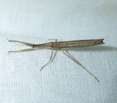 Ctenotrachelus sp. (Hemiptera, Reduviidae) - Bioexploradores