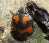 Polytes sp. (Hemiptera, Scutelleridae) - Bioexploradores