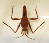 Rhagovelia sp. Rhagovelia sp. (Hemiptera, Veliidae) - Bioexploradores