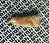 Eublemma sp. (Lepidoptera, Erebidae) - Bioexploradores