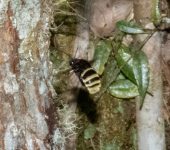 Abeja neotropical de orqu.deas / Eulaema sp. 1 (Hymenoptera, Api