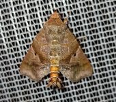 Cecharismena sp. 1 (Lepidoptera, Erebidae) - Bioexploradores