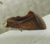 Gonodonta sp. 1 (Lepidoptera, Erebidae) - Bioexploradores