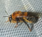 Ptiloglossa sp. (Hymenoptera, Colletidae) - Bioexploradores