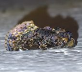 Gonodonta sp. 2 (Lepidoptera, Erebidae) - Bioexploradores