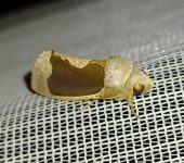 Gonodonta sp. 4 (Lepidoptera, Erebidae) - Bioexploradores