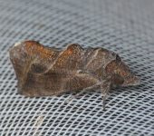 Oraesia sp. (Lepidoptera, Erebidae) - Bioexploradores