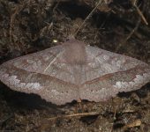 Chamyna sp. (Lepidoptera, Erebidae) - Bioexploradores