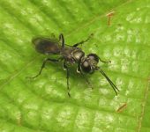 Liris sp. (Hymenoptera, Crabronidae) - Bioexploradores