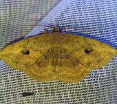 Gorgone sp. 1 (Lepidoptera, Erebidae) - Bioexploradores