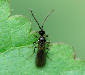 Spilomicrus sp. (Hymenoptera, Diapriidae) - Bioexploradores