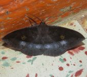 Gorgone sp. 2 (Lepidoptera, Erebidae) - Bioexploradores