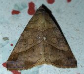 Mocis sp. (Lepidoptera, Erebidae) - Bioexploradores