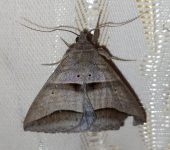 Perasia sp. (Lepidoptera, Erebidae) - Bioexploradores