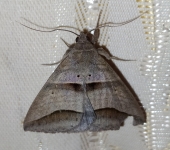 Perasia sp. Perasia sp. (Lepidoptera, Erebidae) - Bioexploradores