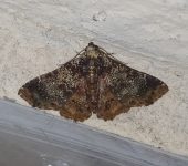 Metria sp. 1 (Lepidoptera, Erebidae) - Bioexploradores