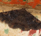 Metria sp. 2 Metria sp. 2 (Lepidoptera, Erebidae) - Bioexploradores