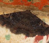 Metria sp. 2 (Lepidoptera, Erebidae) - Bioexploradores
