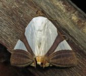 Eulepidotis sp. 1 (Lepidoptera, Erebidae) - Bioexploradores