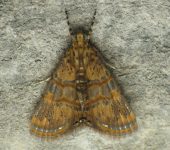 Eulepidotis sp. 2 (Lepidoptera, Erebidae) - Bioexploradores