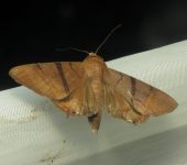 Eulepidotis sp. 3 (Lepidoptera, Erebidae) - Bioexploradores