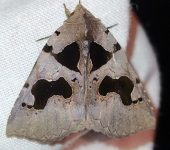 Athyrma sp. (Lepidoptera, Erebidae) - Bioexploradores