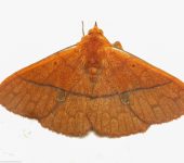 Epitausa sp. (Lepidoptera, Erebidae) - Bioexploradores