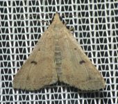 Bleptina sp. (Lepidoptera, Erebidae) - Bioexploradores