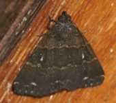 Hydrillodes sp. 2 (Lepidoptera, Erebidae) - Bioexploradores