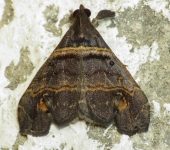 Lascoria sp. 2 (Lepidoptera, Erebidae) - Bioexploradores