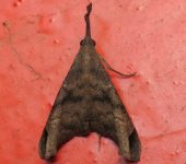 Palthis sp. 1 (Lepidoptera, Erebidae) - Bioexploradores