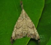 Palthis sp. 2 (Lepidoptera, Erebidae) - Bioexploradores