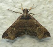 Renia sp. (Lepidoptera, Erebidae) - Bioexploradores